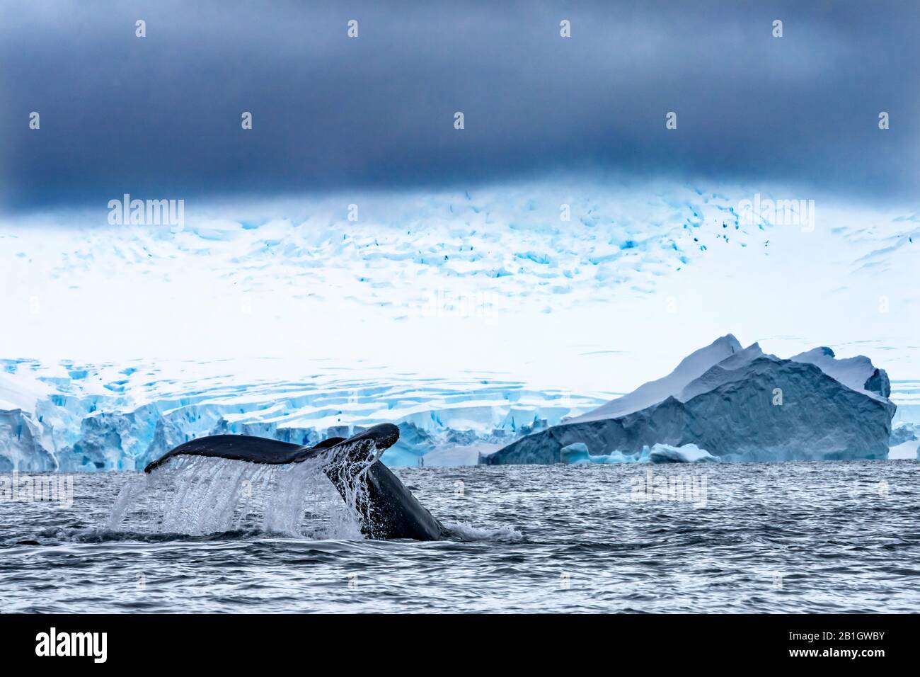 Humback Baleen Whale Tail Chasing Krill Blue Charlotte Bay Península Antártica Antártida Foto de stock
