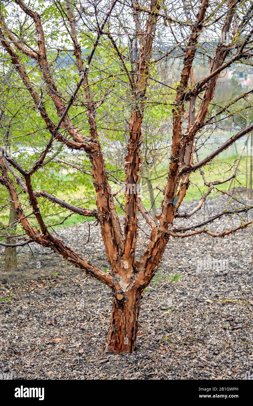 Paperbark arce (Acer griseum), hábito, Alemania, Baviera Foto de stock
