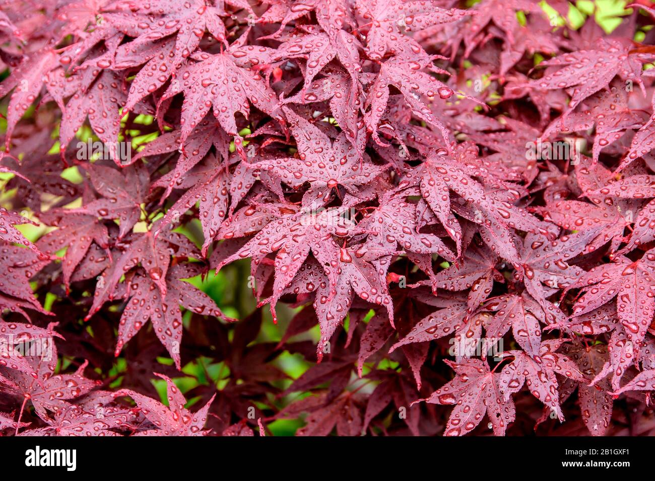 Arce japonés (Acer palmatum 'shojo', Acer palmatum Shojo), cultivar Shojo, con gotas de lluvia Foto de stock