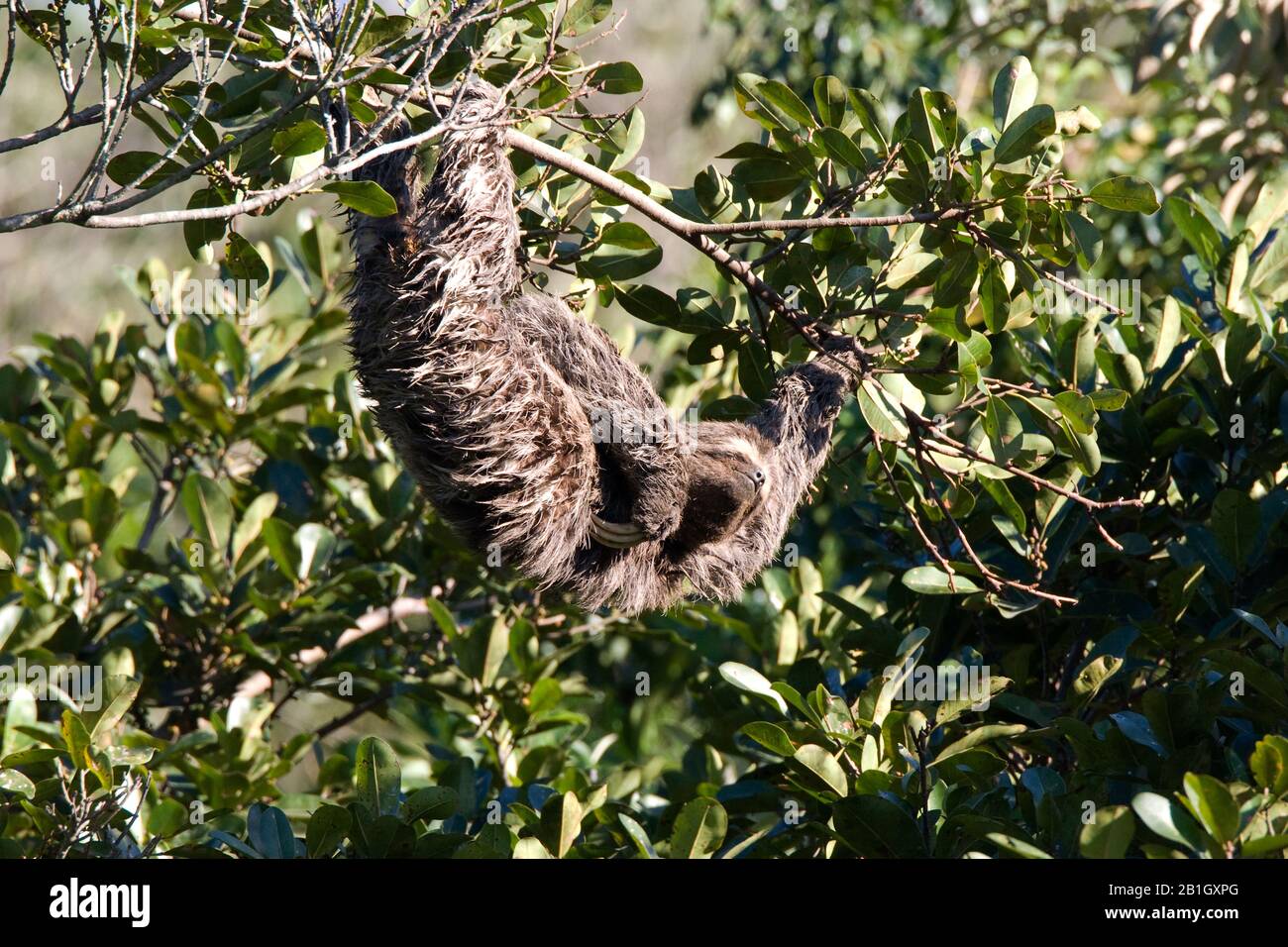 Perezoso de garganta marrón (Bradypus variegatus), colgando la cabeza en una rama, Brasil Foto de stock