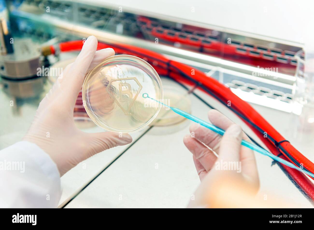 placa de petri con cultivo bacteriano en forma de letra b Foto de stock