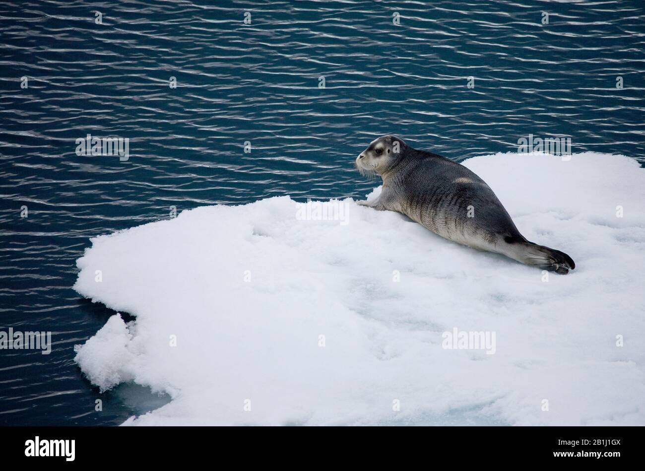 Junta larga barbuda sobre hielo flotante en el Ártico Foto de stock