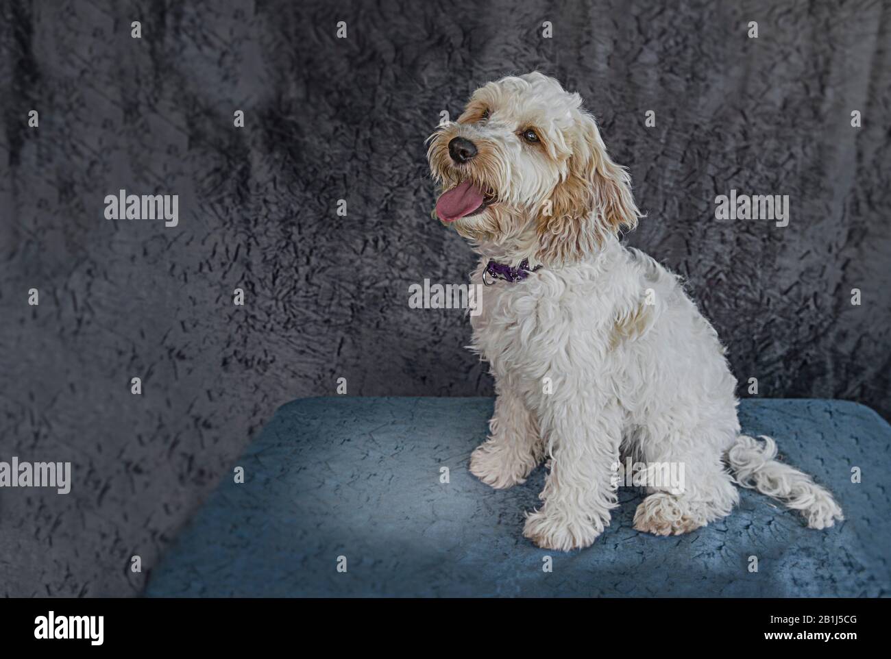 es un cavapoo o cockapoo mas grande