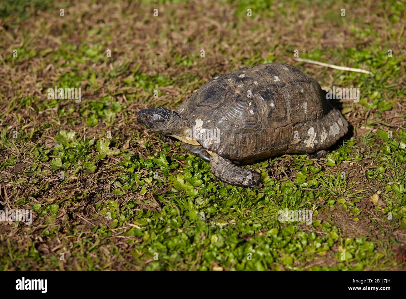 tortuga griega sobre hierba Foto de stock