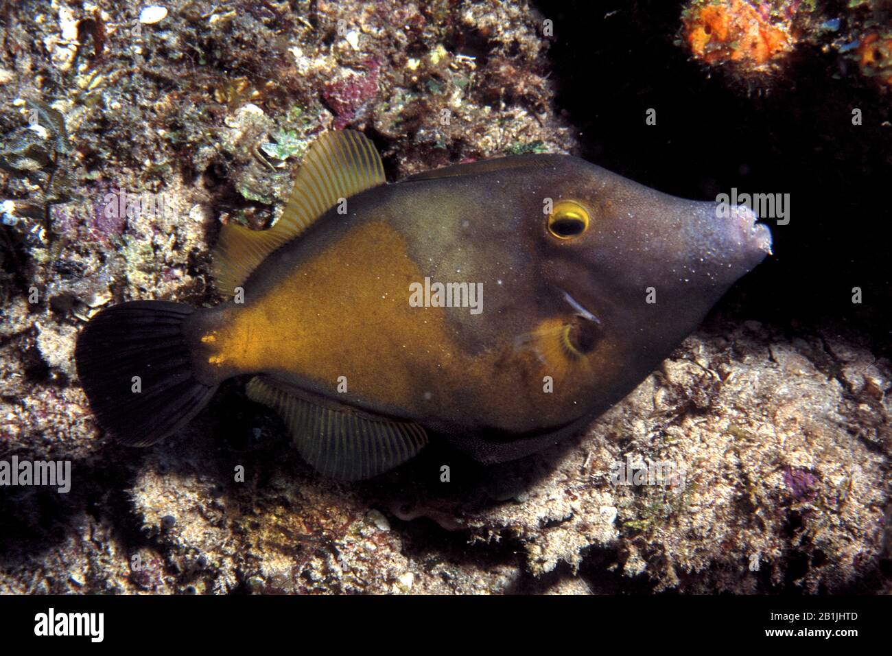 Filefish de mancha blanca (Cantherhines macrocerus), vista lateral, Antillas Holandesas, Curacao Foto de stock