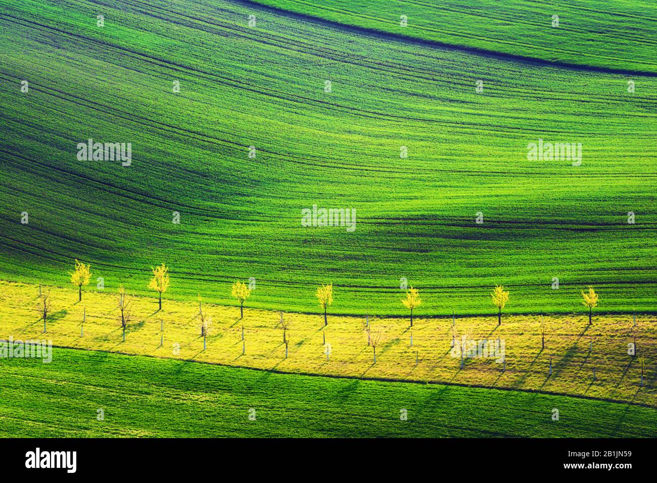 Paisaje rural de primavera con colinas de rayas de colores y jardín de árboles. Olas verdes y marrones de los campos agrícolas del sur de Moravia, República Checa Foto de stock
