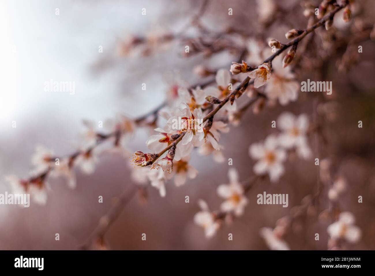 Ramas del almendro, con flores de invierno en blanco y amarillo, sobre un  fondo blanco borroso de cielo nublado, reserva sataf, fores de jerusalén  Fotografía de stock - Alamy