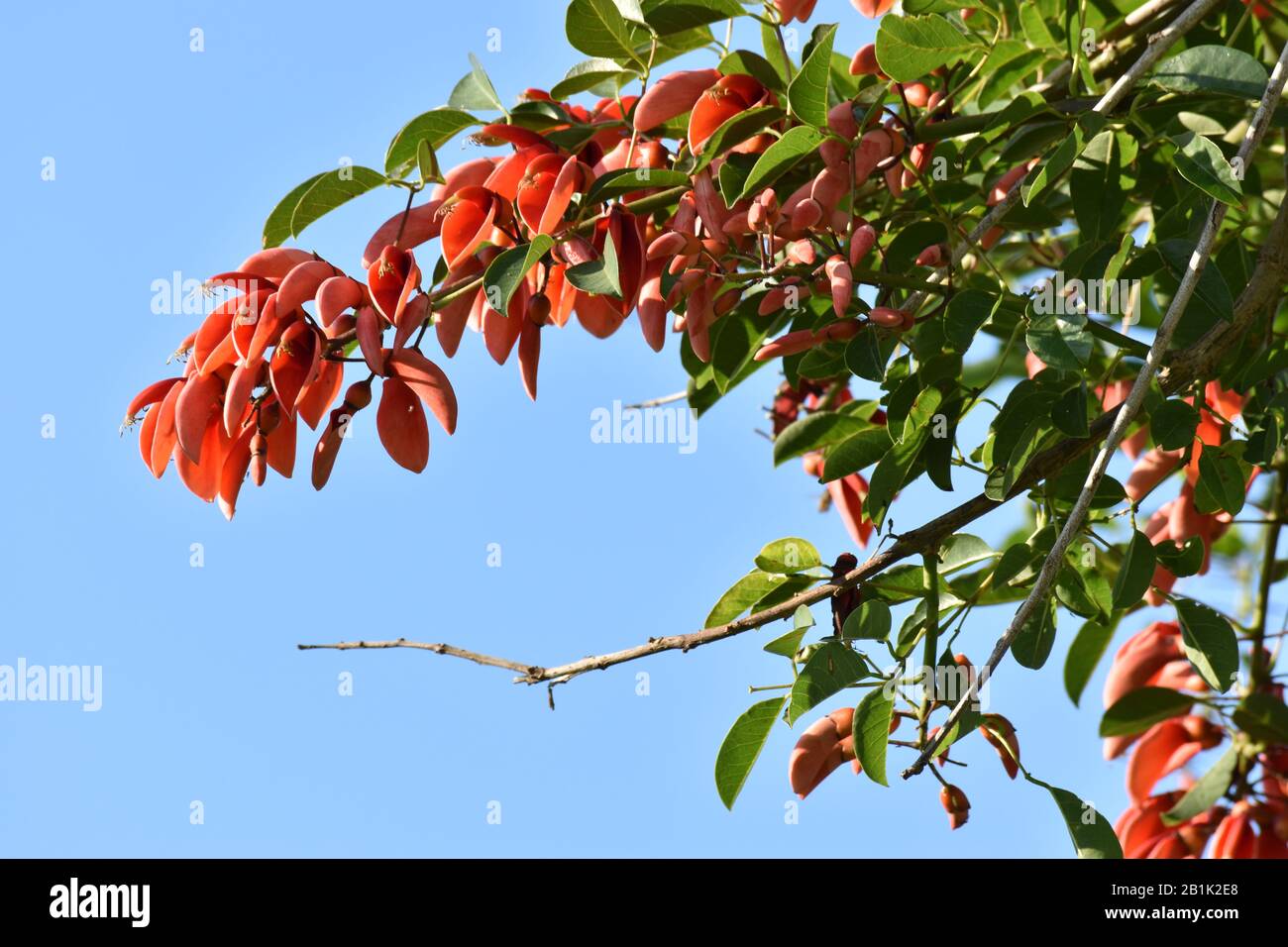 Flores de ceibo fotografías e imágenes de alta resolución - Alamy