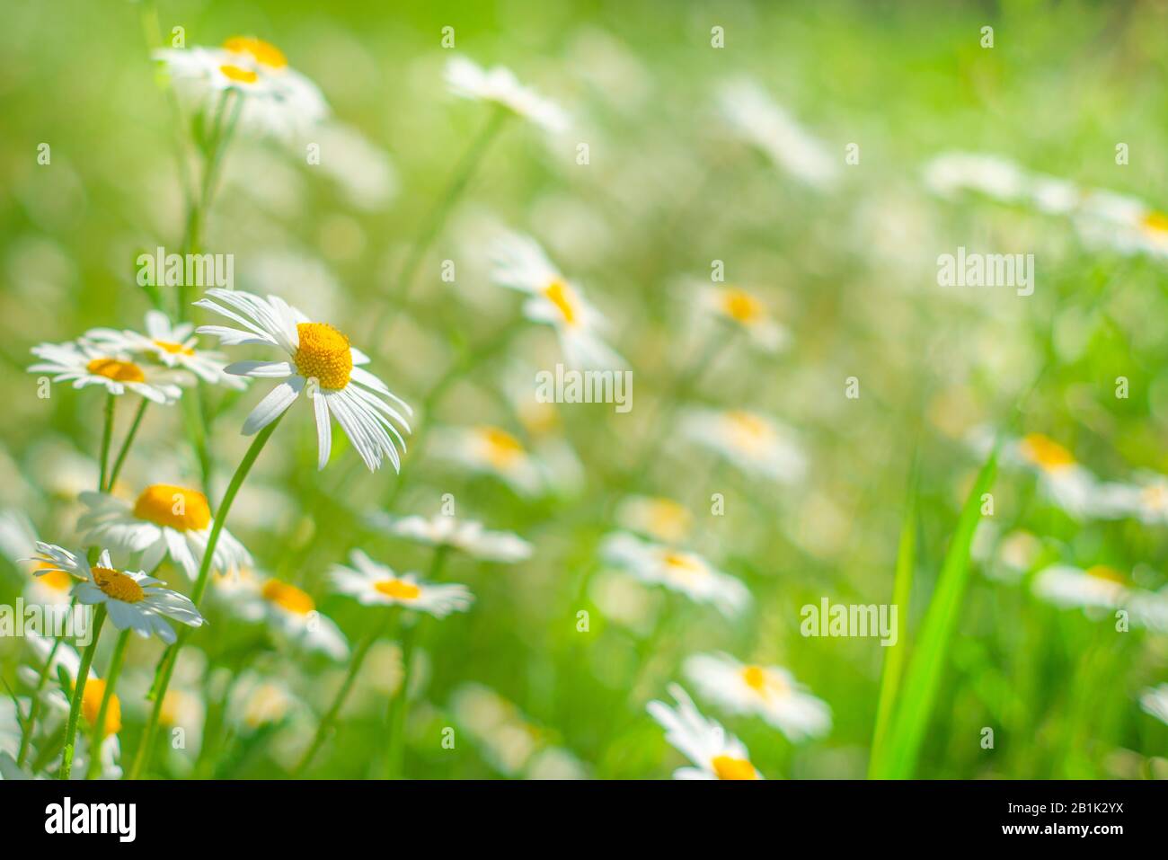 Suave Enfoque Sunny Fresh Daisy Meadow Con Copy Space Foto de stock