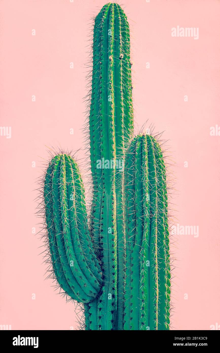 Imagen de fondo de un cactus alto delante de una pared de color terracota Foto de stock