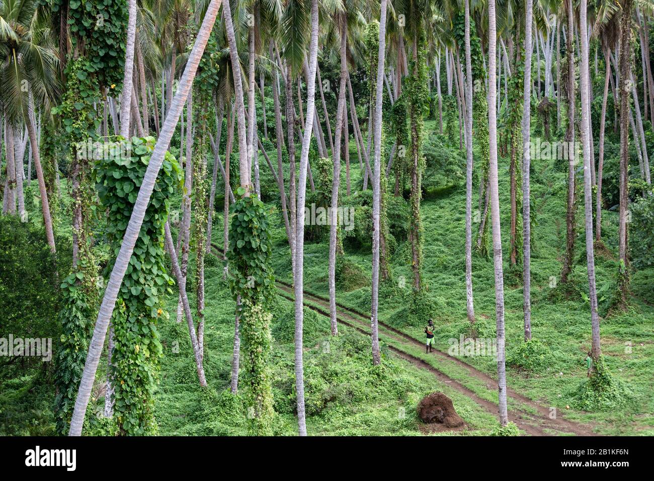 Pentercost, Vanuatu - : Verde exuberante selva tropical, Melanesia hombre en la carretera Foto de stock