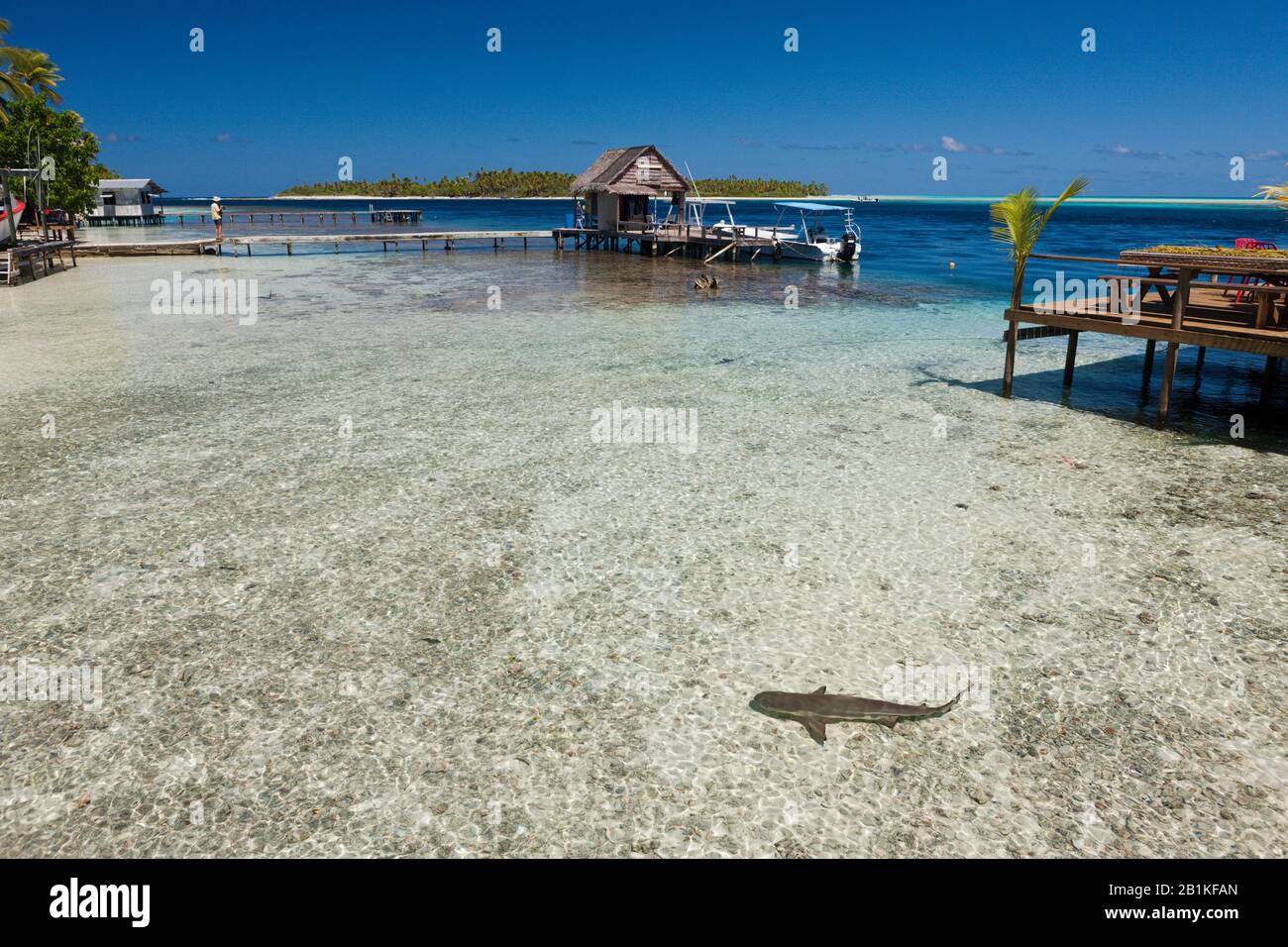 Tiburón Arrecife En La Laguna Del Pueblo Tetamanu, Fakarava, Archipel Tuamotu, Polinesia Francesa Foto de stock