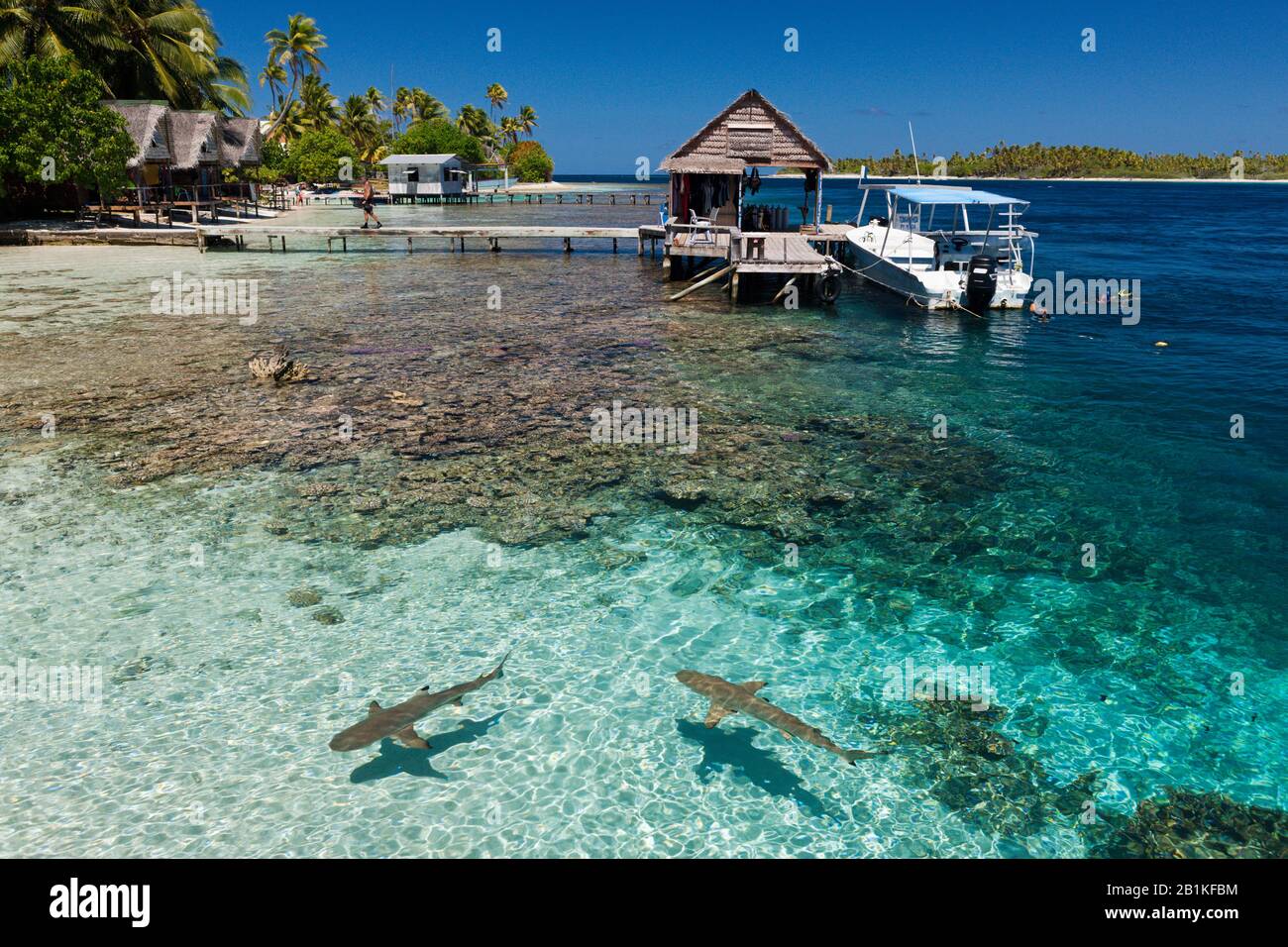 Tiburón Arrecife En La Laguna Del Pueblo Tetamanu, Fakarava, Archipel Tuamotu, Polinesia Francesa Foto de stock