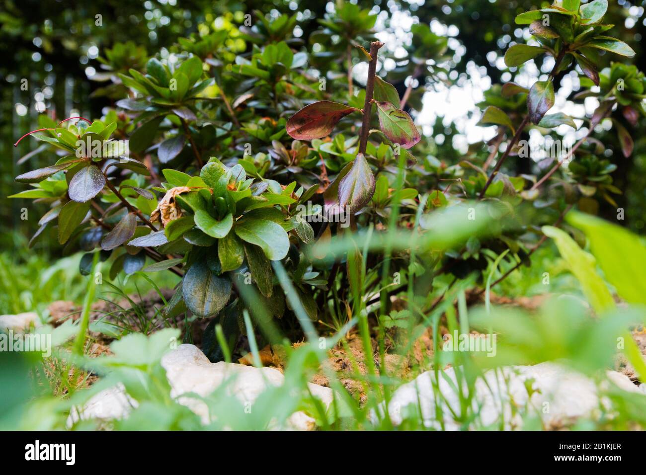 planta de azalea marchitada Fotografía de stock - Alamy