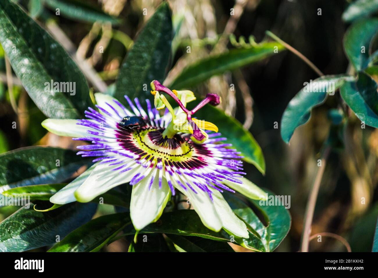 flor exótica con colores brillantes Foto de stock