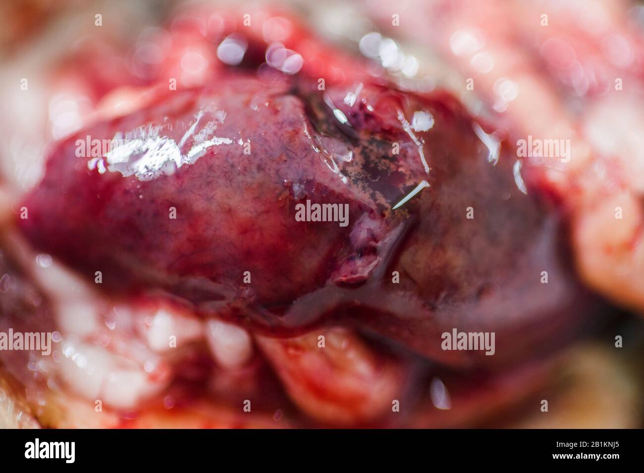 El manejo de la salud del pescado es un término utilizado en la acuicultura que está diseñado para prevenir las enfermedades del pescado. Anatomía de diferentes partes de peces tilapia. Foto de stock