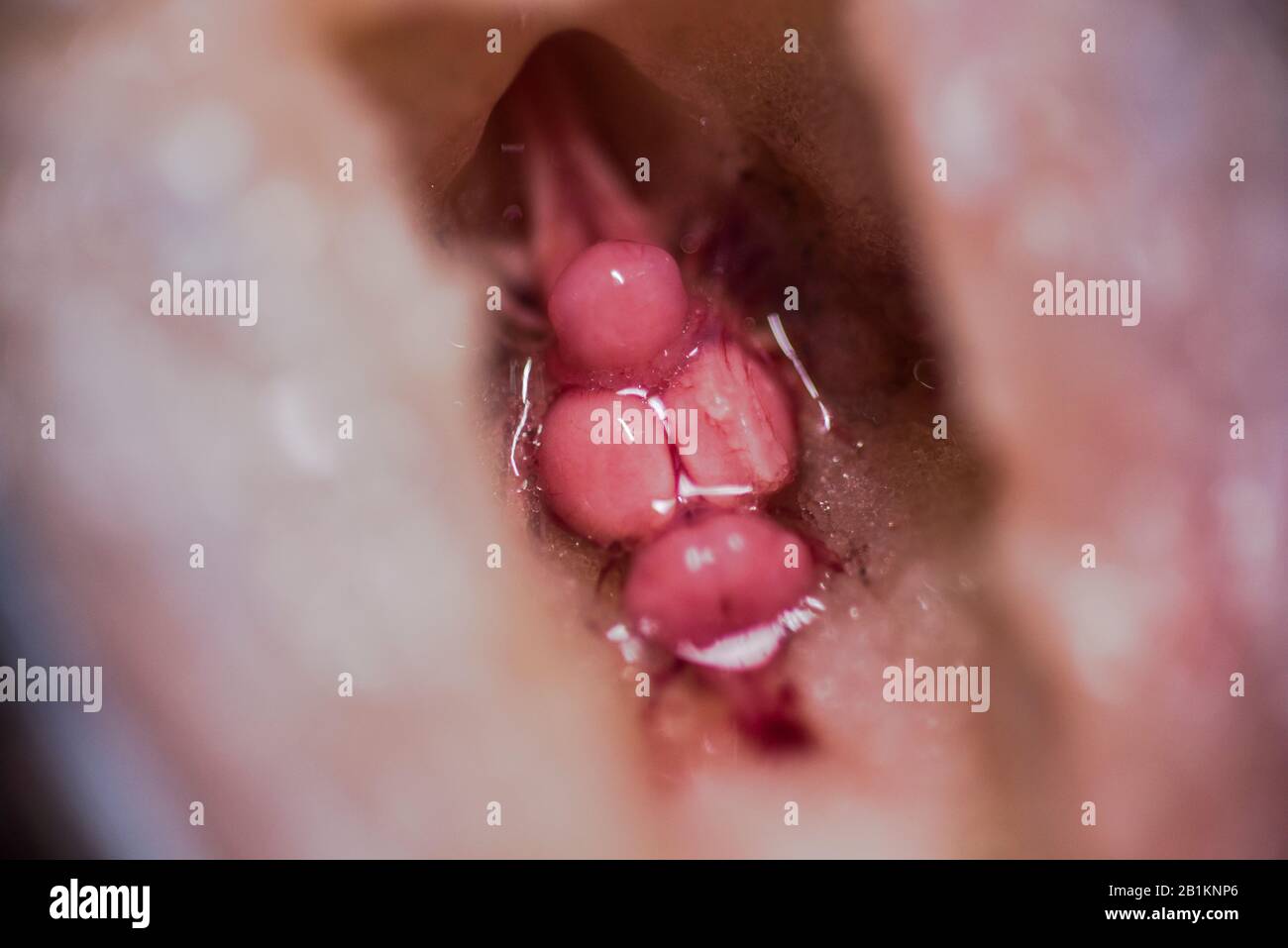 El manejo de la salud del pescado es un término utilizado en la acuicultura que está diseñado para prevenir las enfermedades del pescado. Anatomía de diferentes partes de peces tilapia. Foto de stock