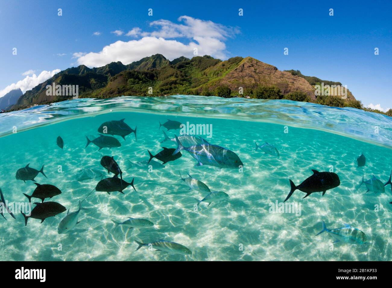 Escuela de atún rojo en Laguna, Caranx melampygus, Moorea, Polinesia Francesa Foto de stock