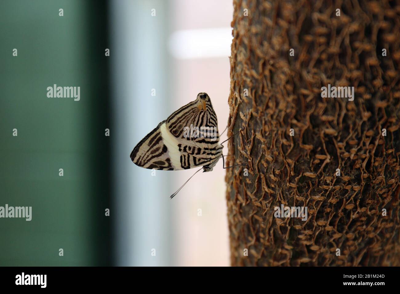Primer plano, vista lateral, de una Mariposa Mosiac, colobura dirce, con alas cerradas, sentado en un tronco de árbol Foto de stock