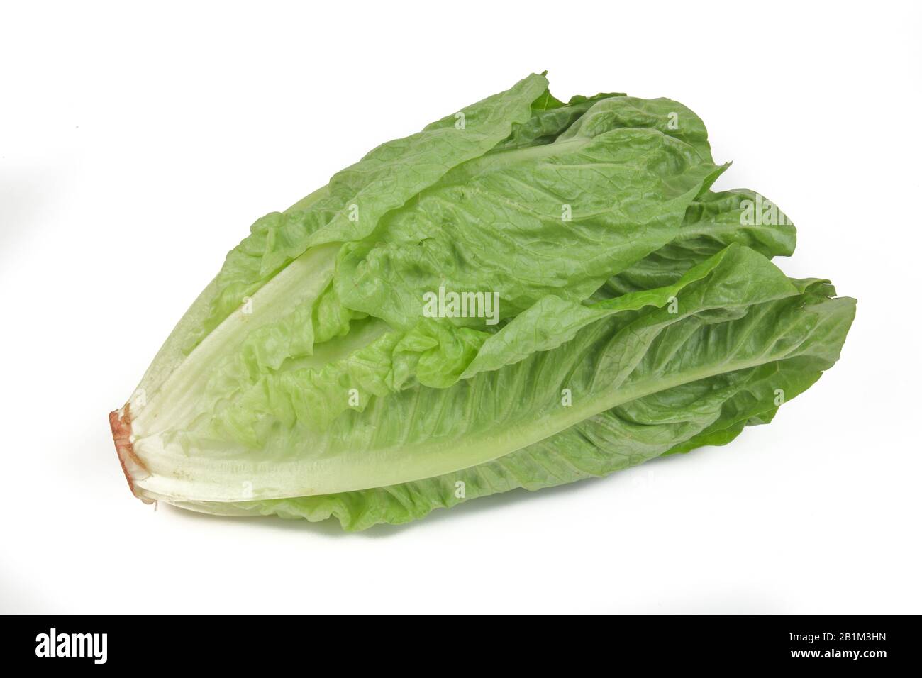 Romana-Salat, Freisteller, Studioaufnahme Foto de stock