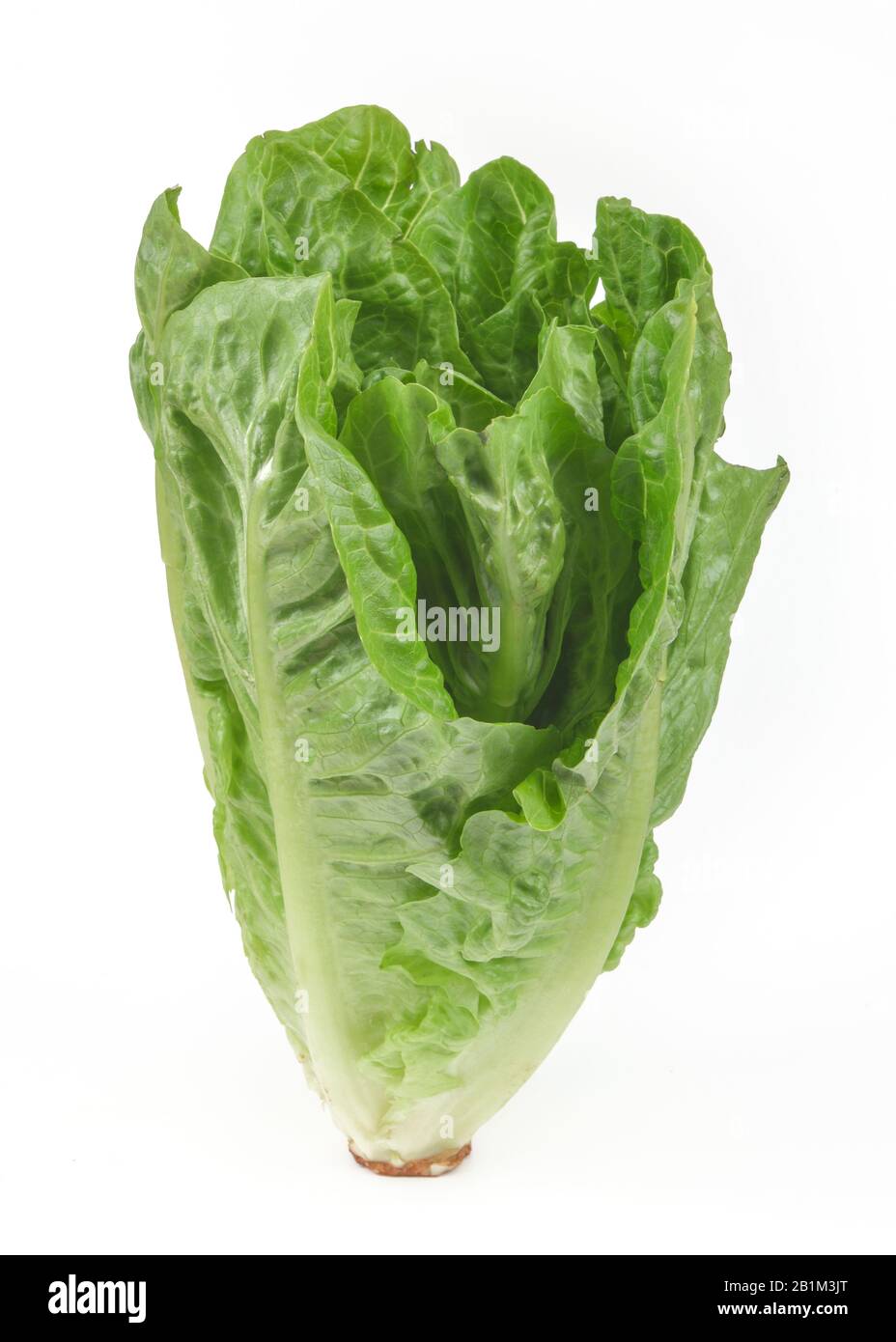 Romana-Salat, Freisteller, Studioaufnahme Foto de stock
