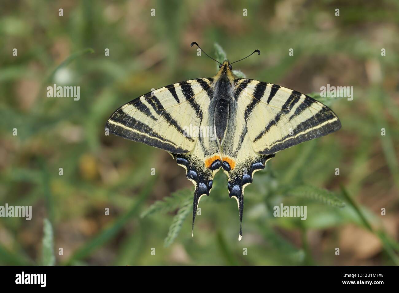 Escaso Swallowtail, Iphiclides podalirius en la República Checa Foto de stock