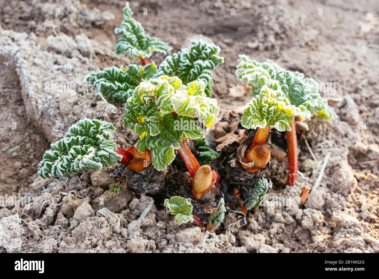Planta de ruibarbo en primavera con escarcha de hoar Foto de stock