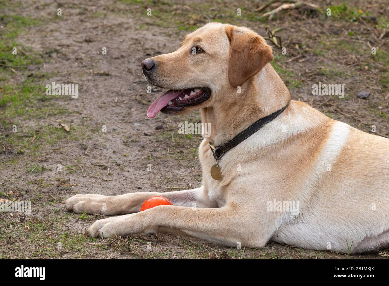 Perro adulto Golden labrador acostado con una bola roja y jadeando, con la lengua hacia fuera Foto de stock