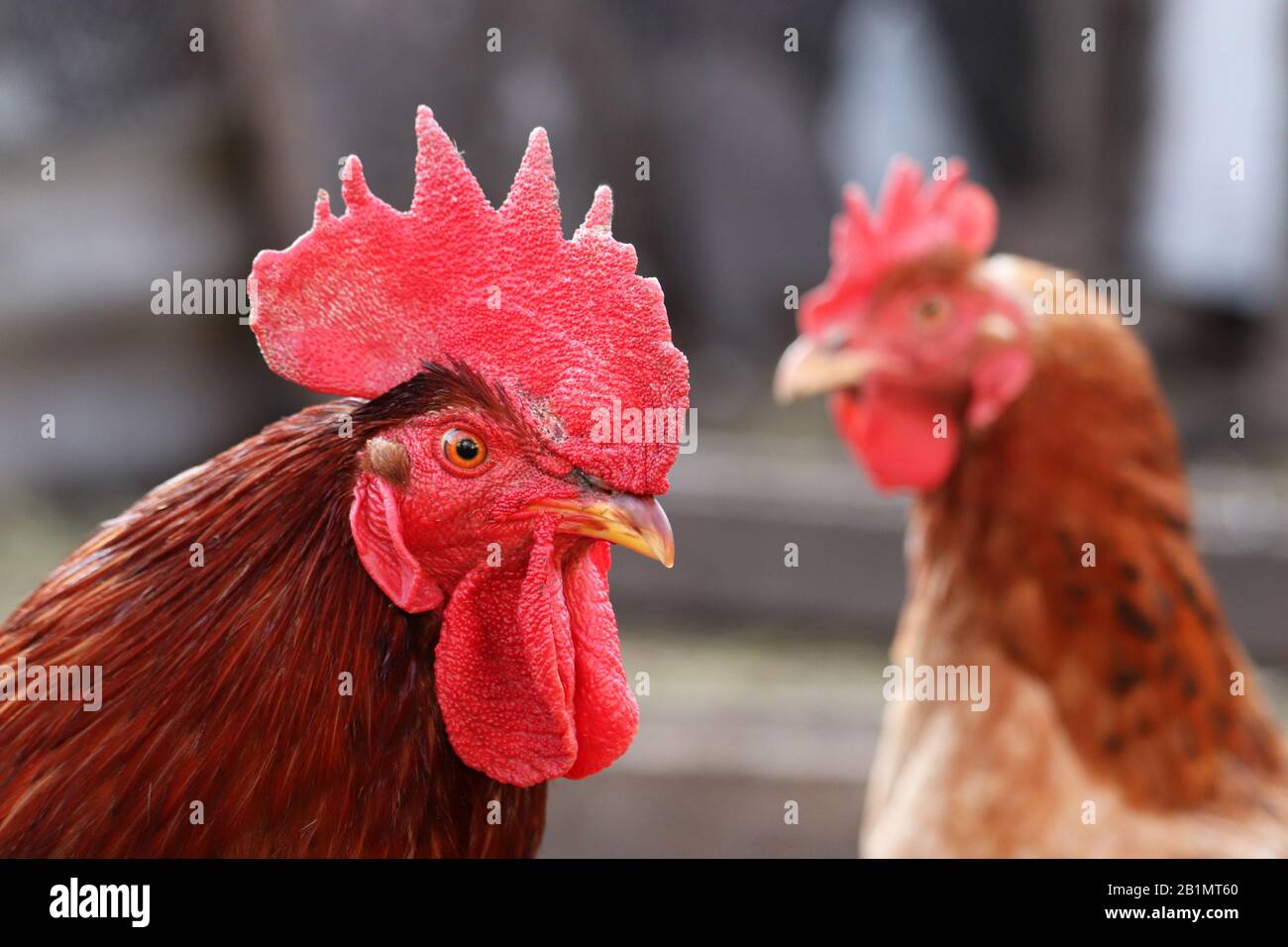 Gallo rojo y gallina en la granja, concepto de aves de corral. Pollos en la  cooperativa, la escena rural Fotografía de stock - Alamy