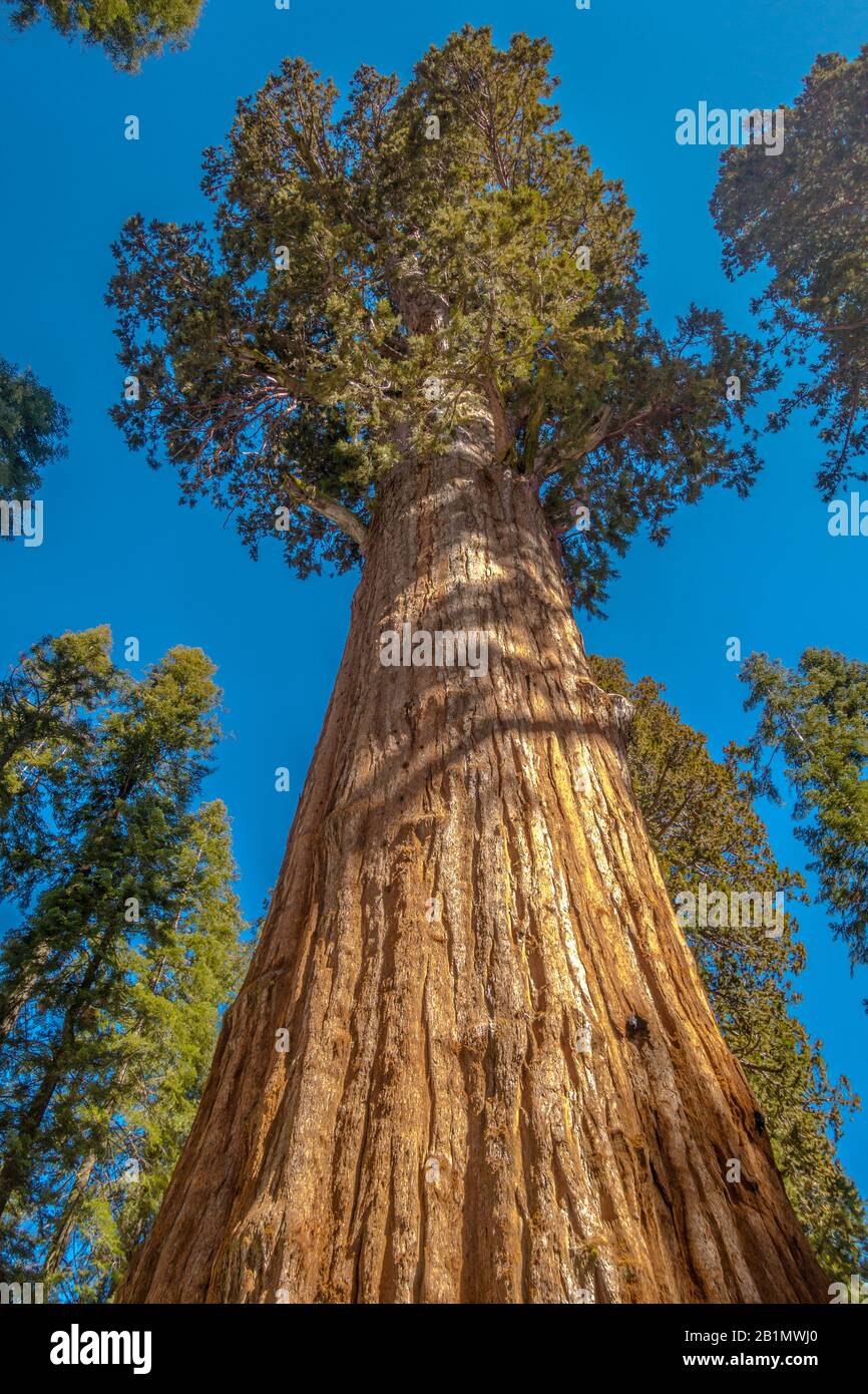 Árbol de secuoyas gigantes visto desde abajo con cielo despejado. Foto de stock libre de derechos de autor. Foto de stock