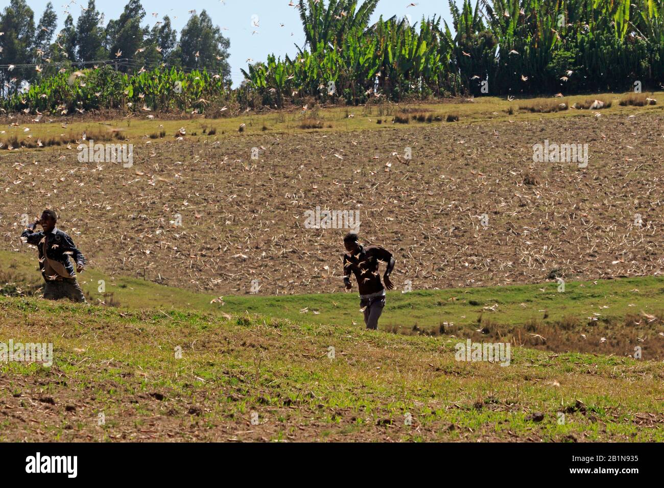 Plaga de langostas del desierto siendo perseguida por dos niños en 2020 Etiopía Foto de stock