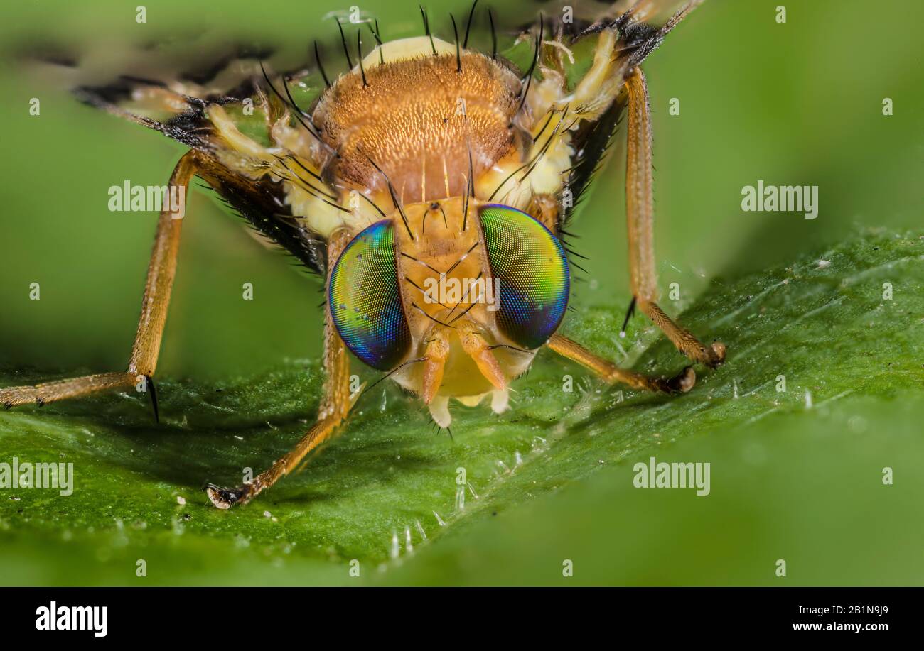 Mosca De La Fruta De La Cereza Fotos e Imágenes de stock Alamy