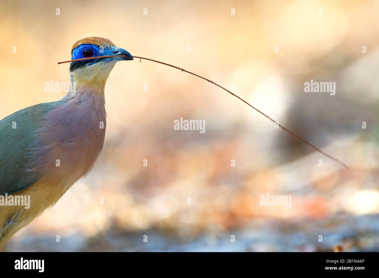 Aves con pico rojo fotografías e imágenes de alta resolución Alamy