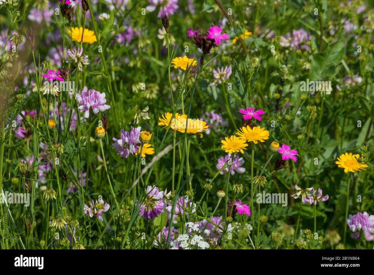 Flores coloridas de pastos pobres en nutrientes en Isar Dyke, Alemania, Baviera, Oberbayern, Alta Baviera, Moosburg Foto de stock