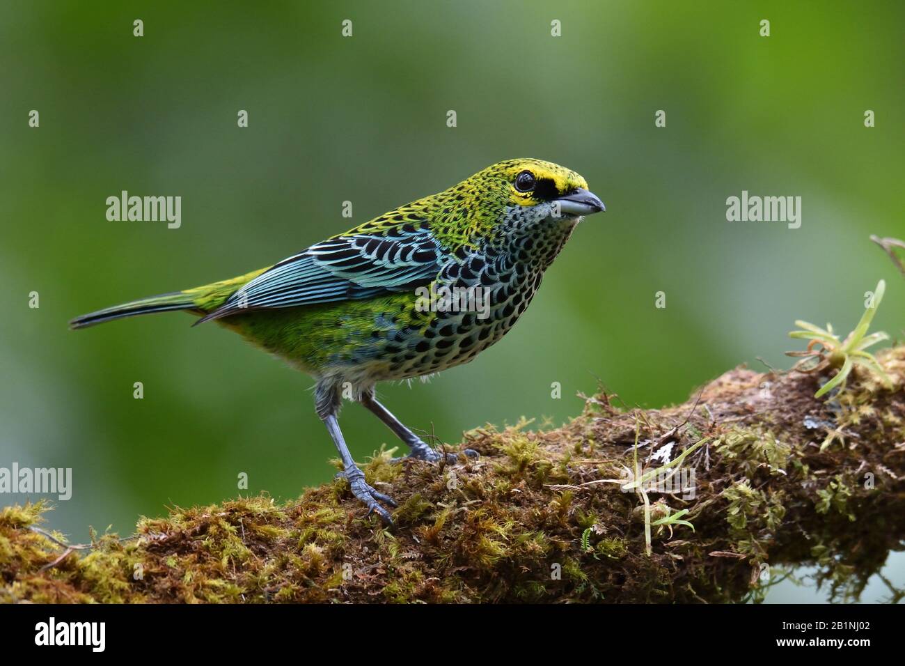 Tanager moteado en la selva tropical de Costa Rica Foto de stock