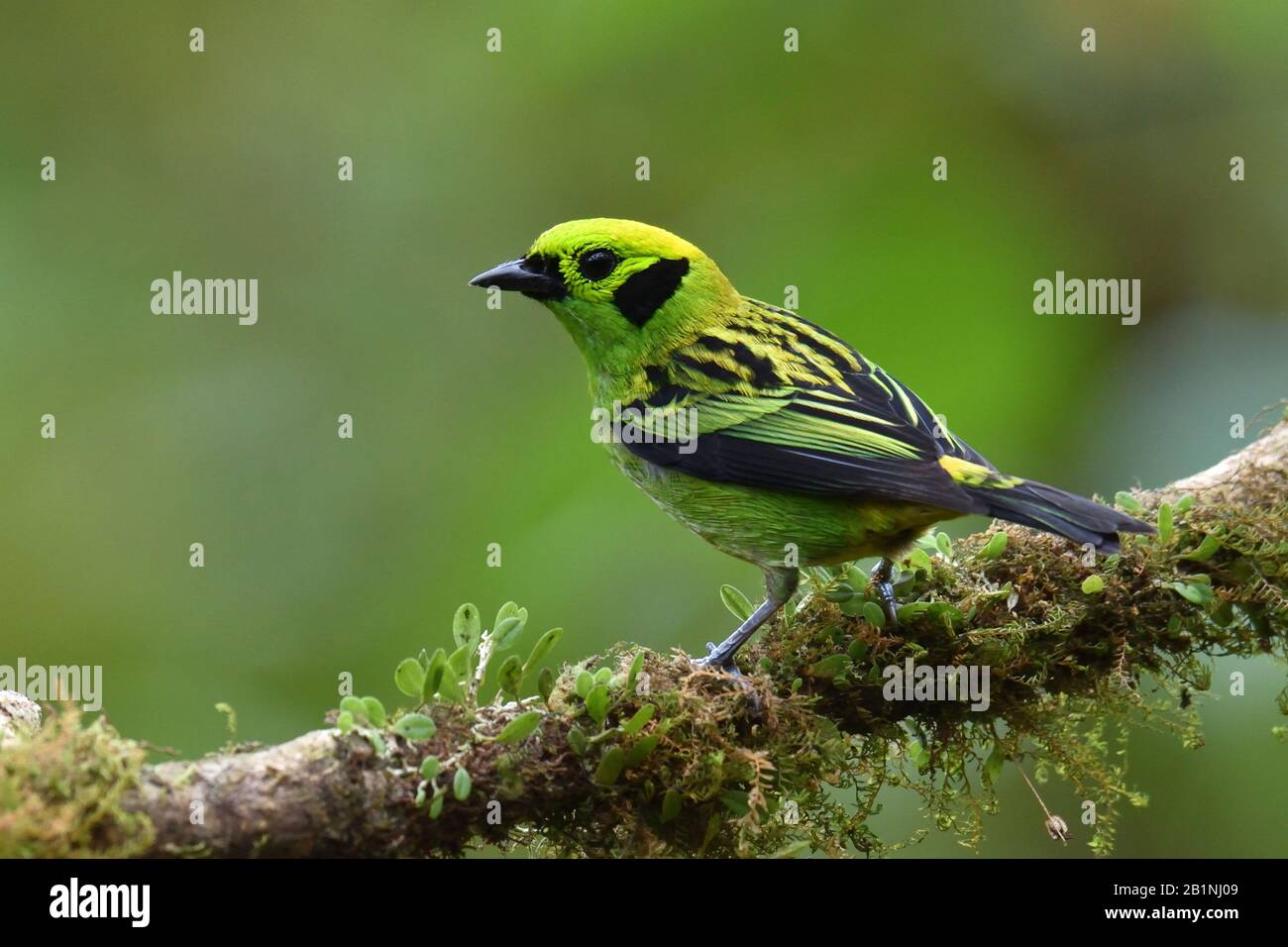 Tanager Esmeralda en la rama en la selva tropical de Costa Rica Foto de stock