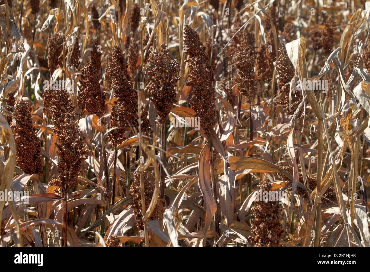 Rassel de maíz seco en otoño Foto de stock