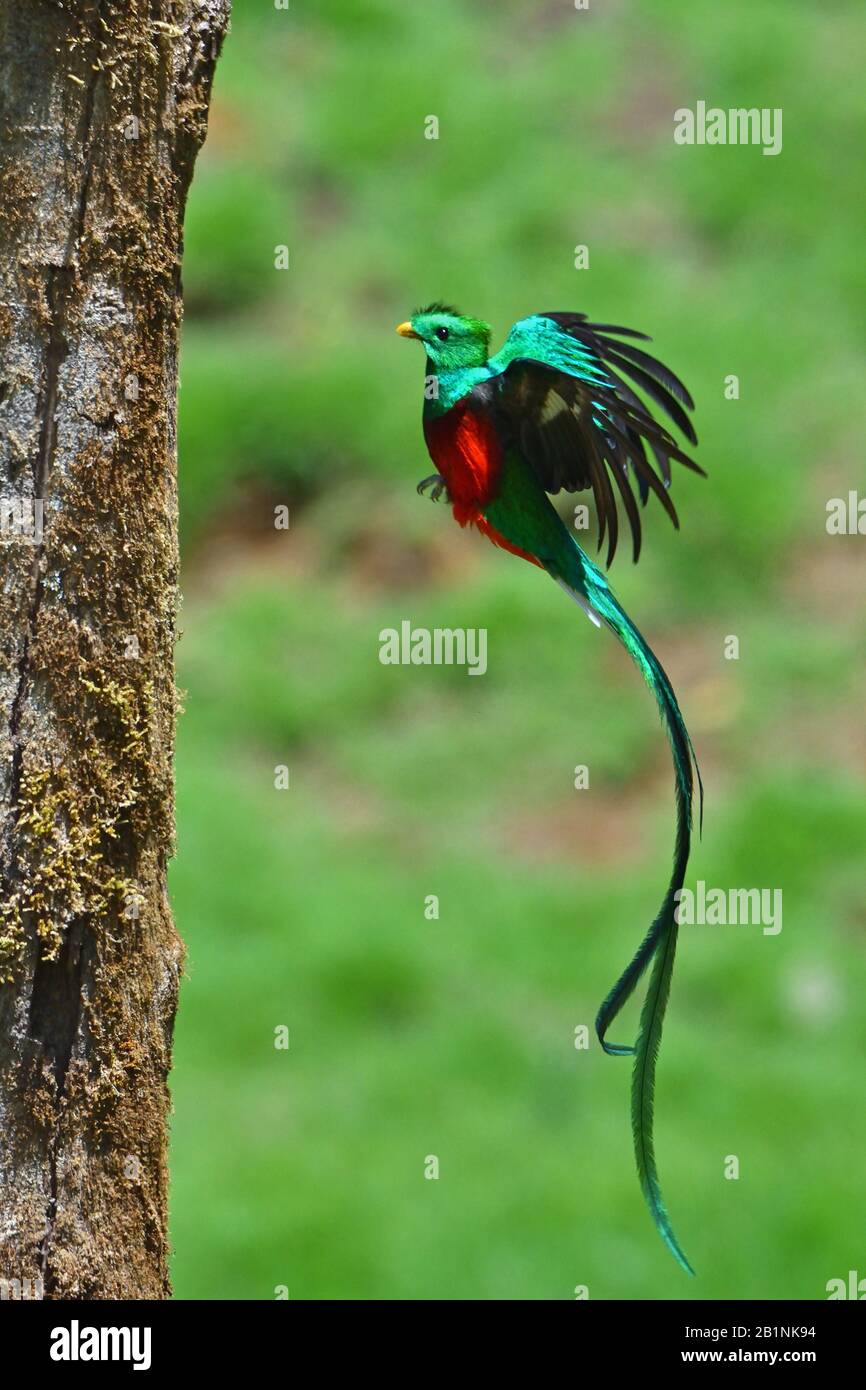 Resplandeciente Quetzal en vuelo al bosque nuboso de Costa Rica nido ...