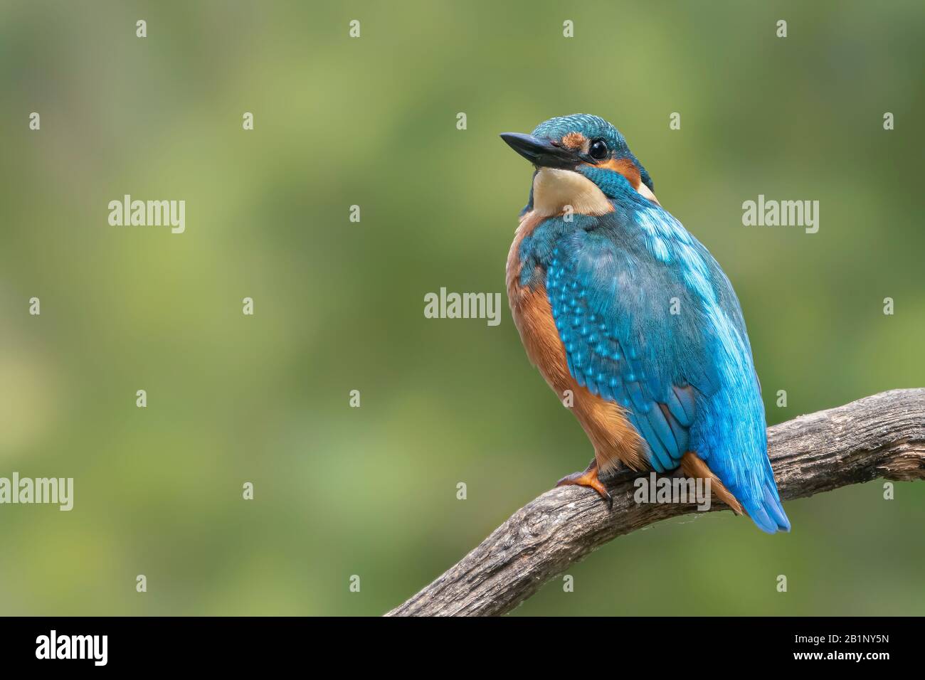 Kingfisher común (Alcedo atthis) sentado en una rama sobre una piscina en el bosque de Overijssel (Twente) en los países Bajos. Fondo verde bokeh. Foto de stock