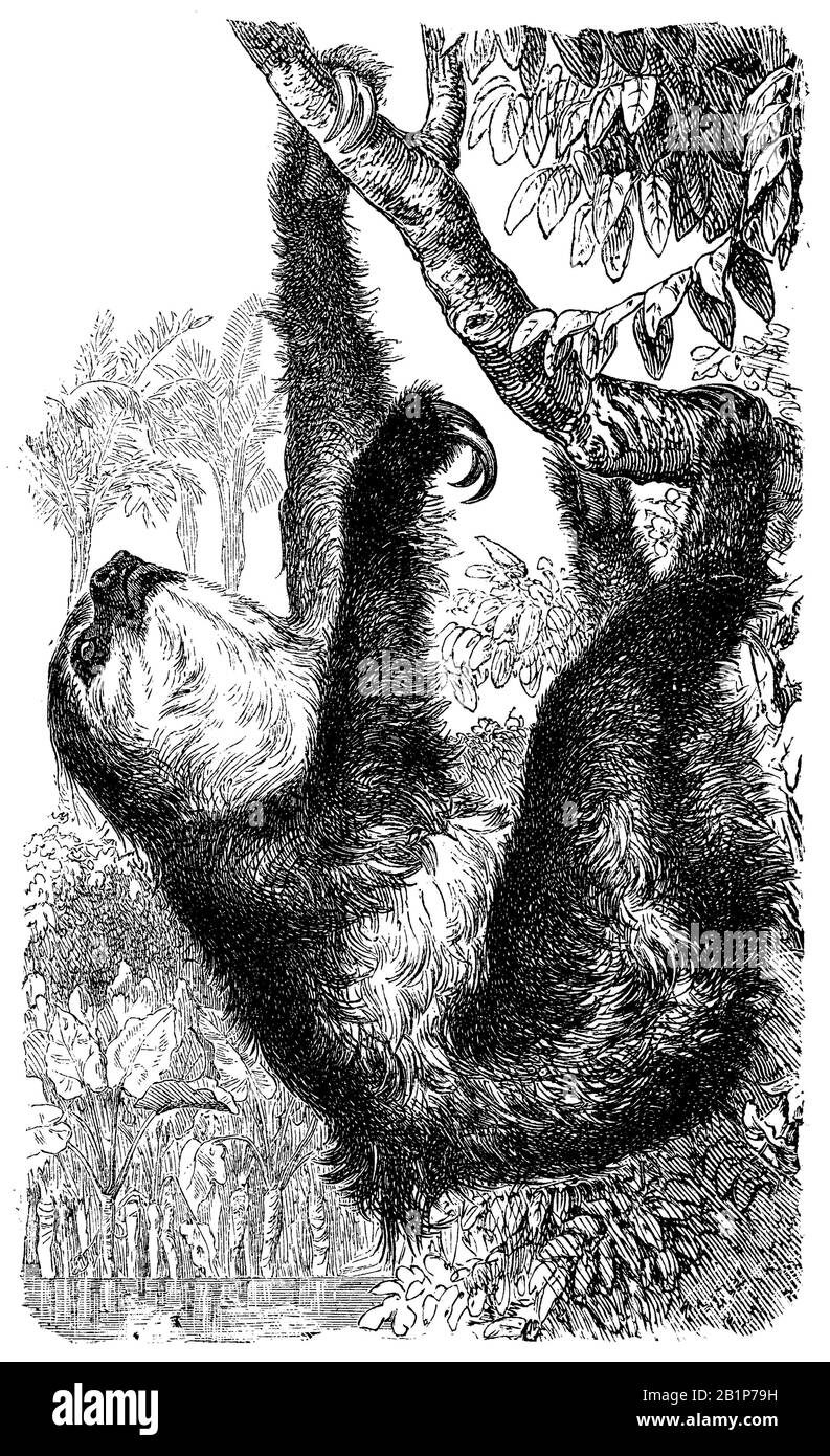 El perezoso de dos dedos de Linneo (Choloepus didactylus), el perezoso de dos dedos del sur, unau, o el perezoso de dos dedos de Linne, Choloepus didactylus, anónimo (libro de biología, 1889) Foto de stock