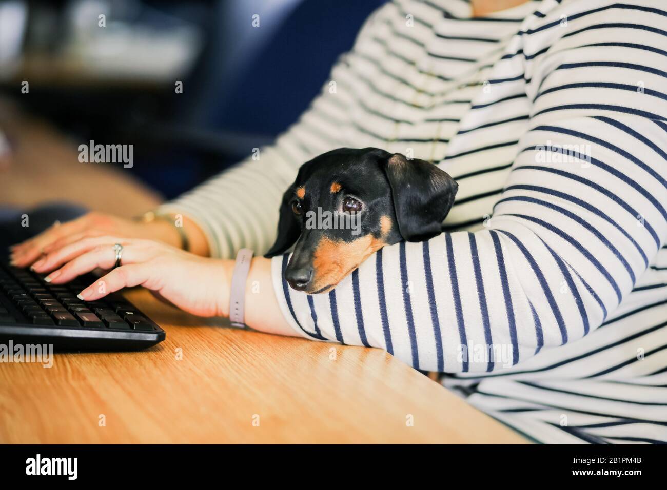 Miniatura Dachshund en la oficina con el propietario Foto de stock