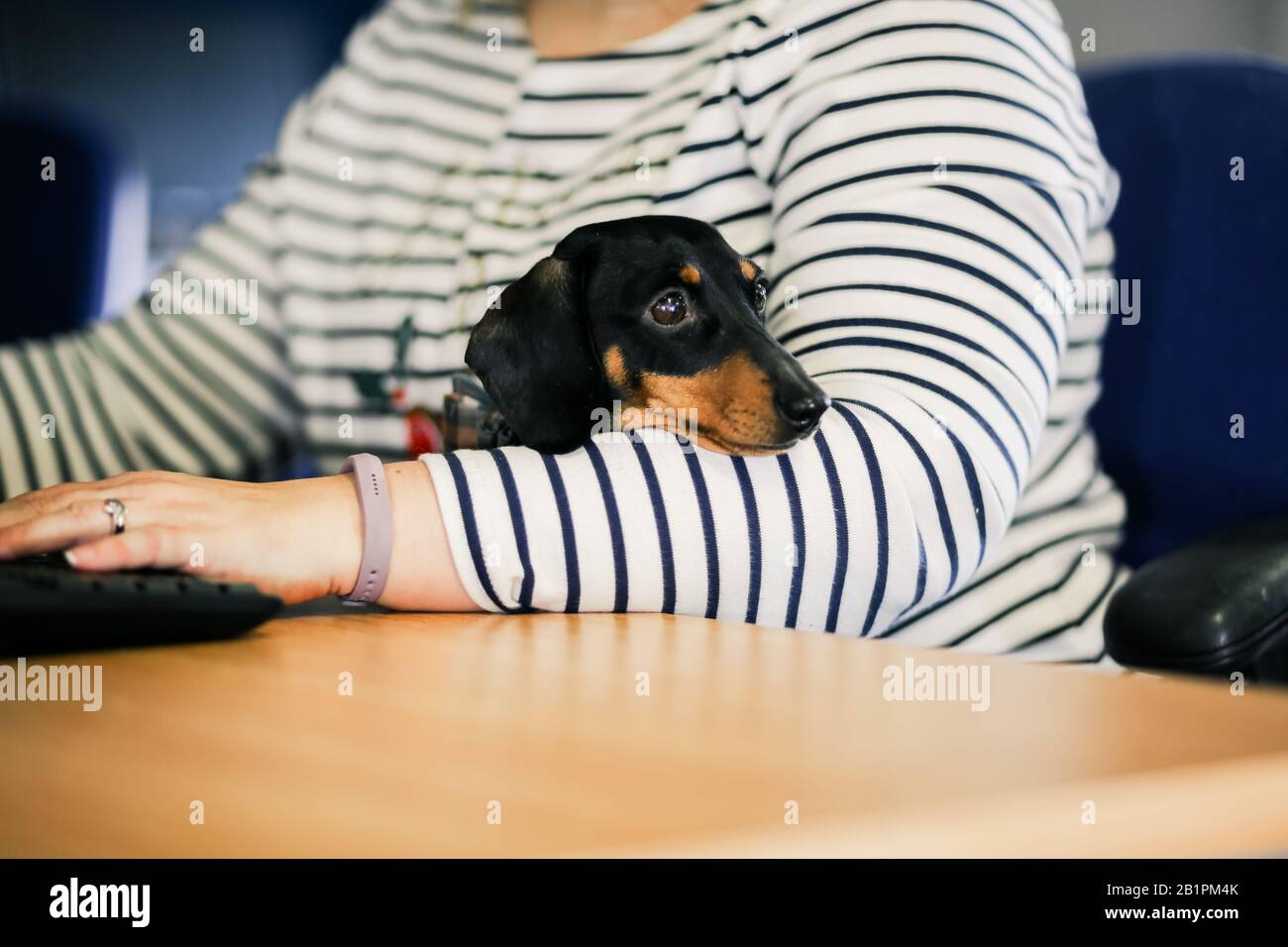 Miniatura Dachshund en la oficina con el propietario Foto de stock