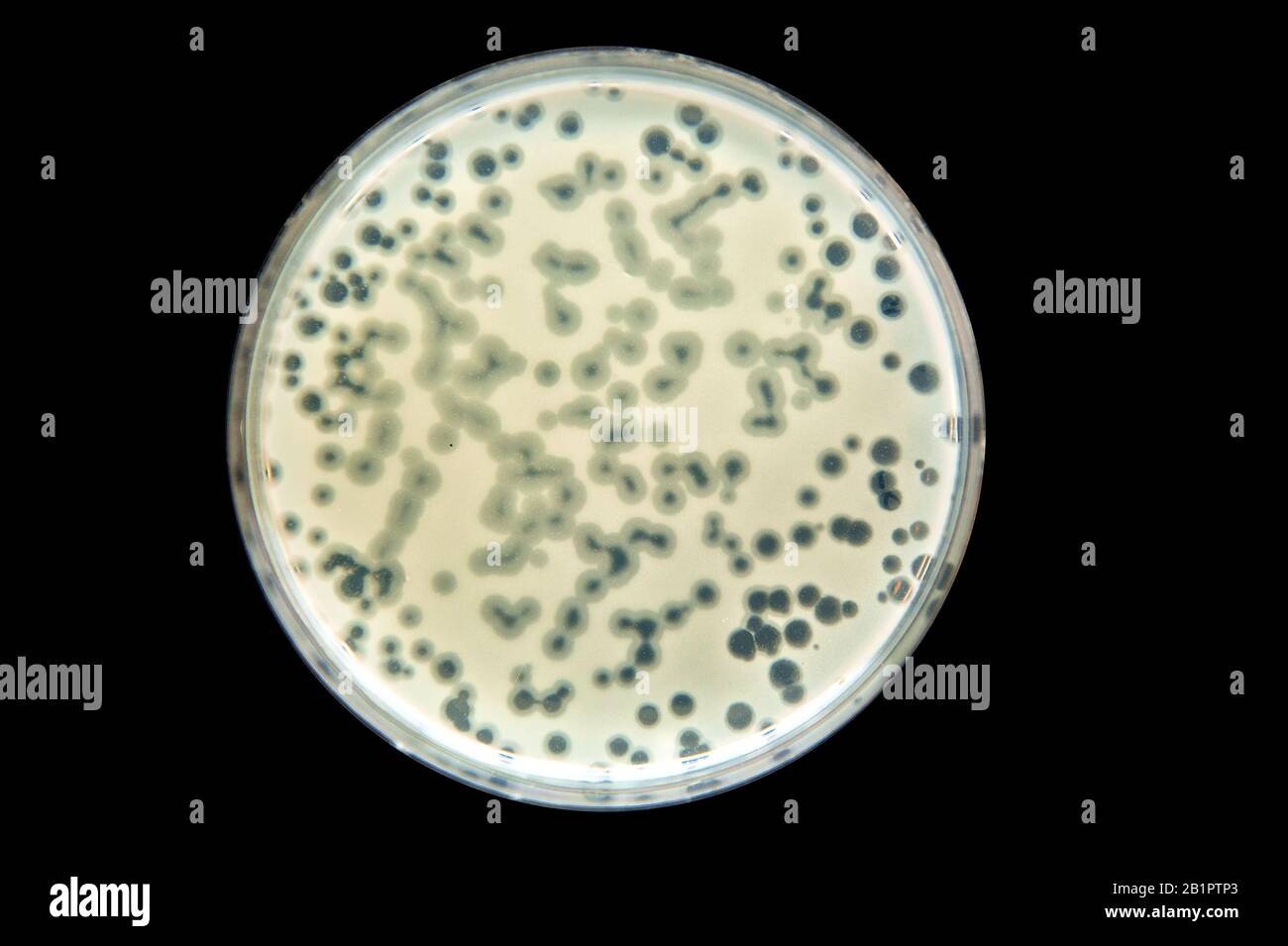 placa de petri con cultivo bacteriano con actividad phace Foto de stock