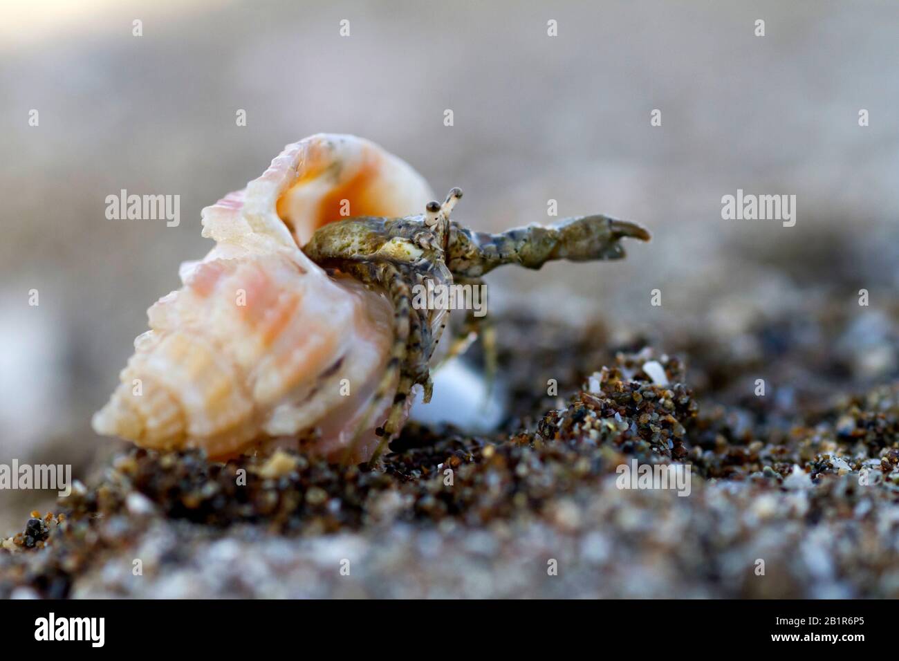 Cangrejo ermitaño en caracol en la playa de Omán Foto de stock