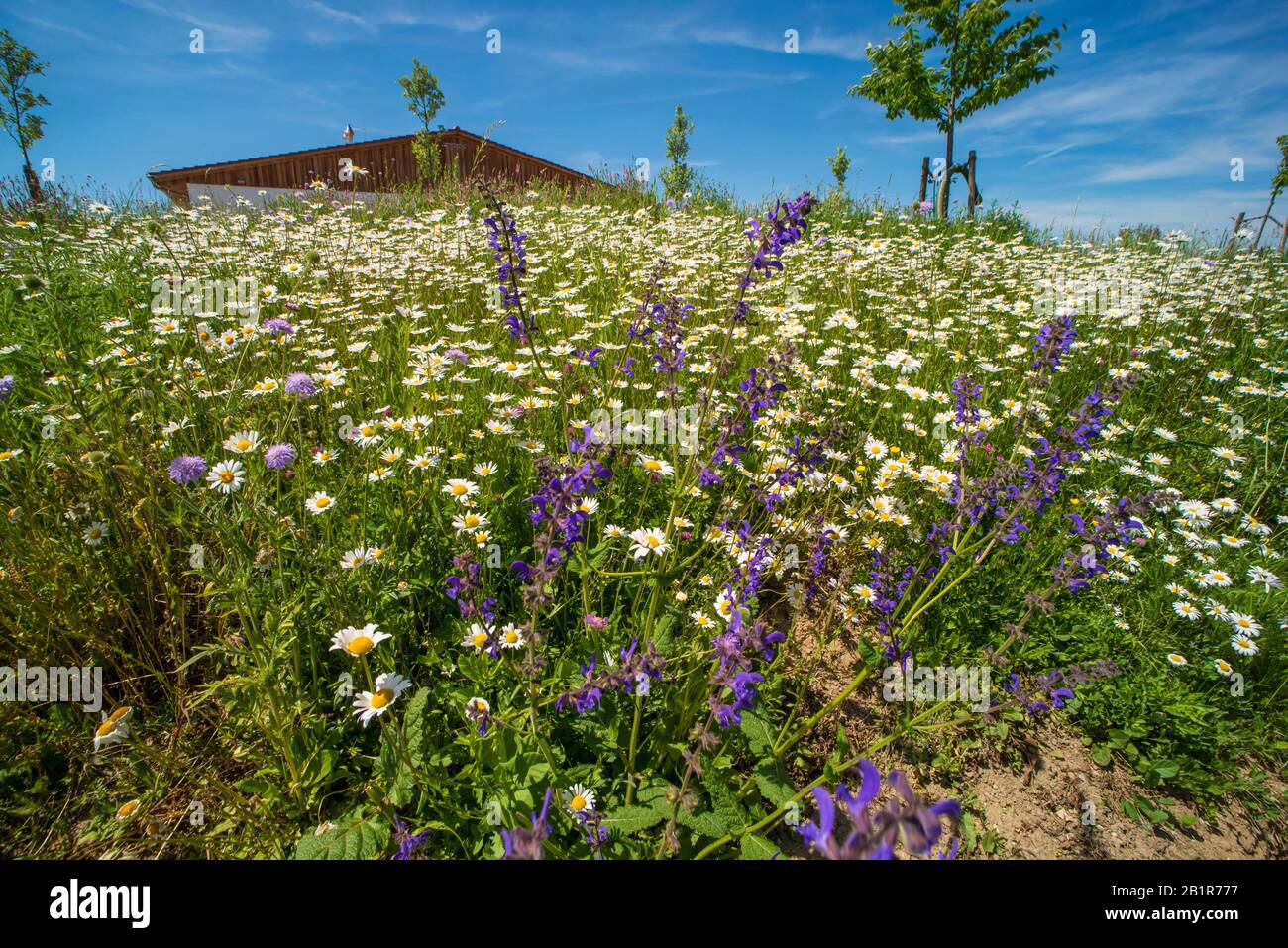 Botón azul, campo scabious (Knautia arvensis), prado de flores sembradas en una ciudad, Alemania Foto de stock