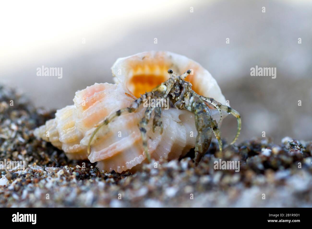 Cangrejo ermitaño en caracol en la playa de Omán Foto de stock