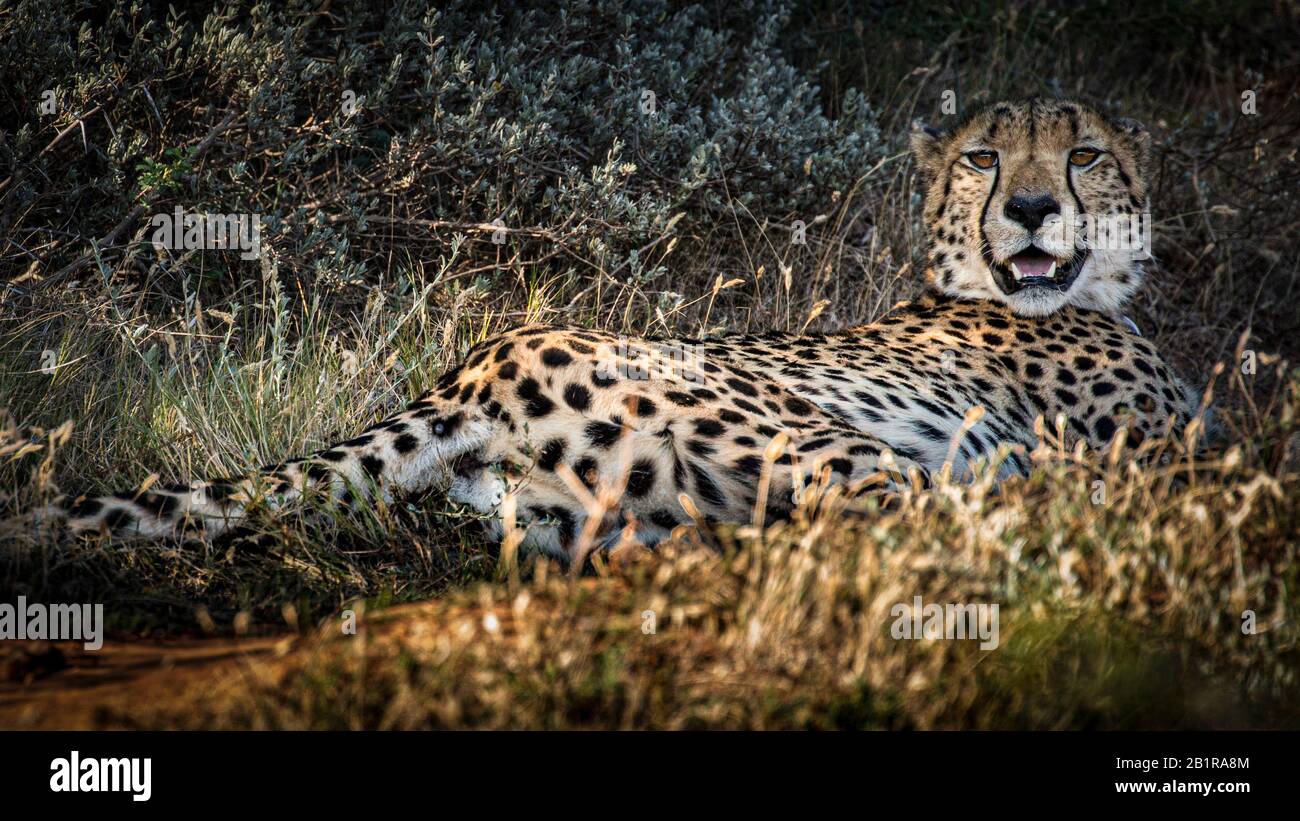 Cheetah descansando después DE UN Kill Foto de stock