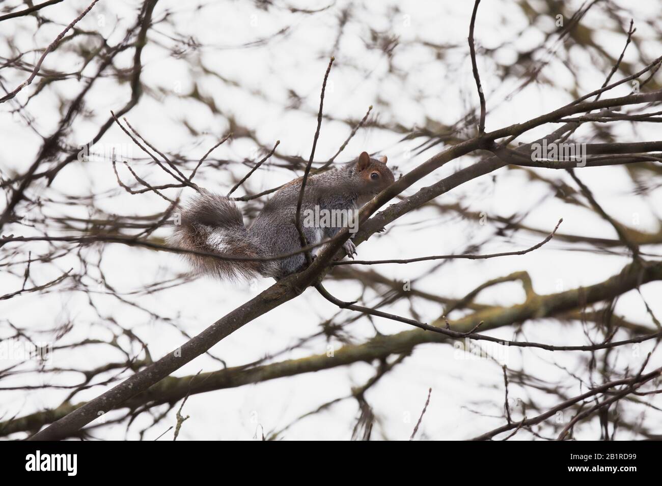 Una ardilla gris en lo alto de las ramas de un árbol. Invierno, sur del Reino Unido Foto de stock