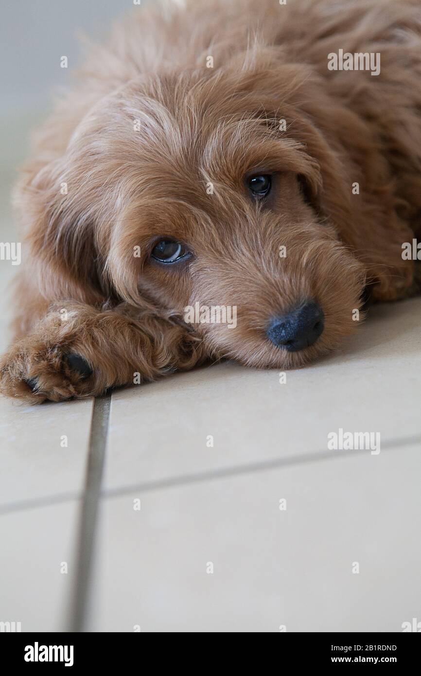 Un cachorro rojo de 11 semanas de edad (Cocker Spaniel x Miniature Poodle designer breed) con ojos marrones descansa sobre un suelo de baldosas, mirando a la cámara. Foto de stock