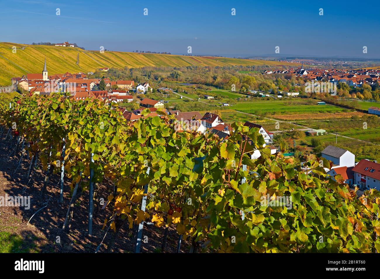 Escherndorf y Nordheim con viñedos en la Mainschleife con Vogelsburg, Baja Franconia, Baviera, Alemania Foto de stock